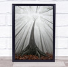 Tree Fog Forest Tall Landscape Autumn Fall Leaves Leaf Wall Art Print