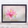 Aquilegia Columbine Pink Flower Bloom Floral Close-Up Wall Art Print