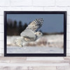 Nature Animal Raptor Flight Winter Wild Bird Owl Snow Wall Art Print