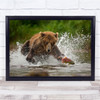 Nature Wild Wildlife Bear Salmon Animal Animals Brown Wall Art Print