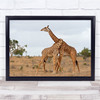 Giraffes Necking Wrestling Kenya Giraffe Hug Embrace Wall Art Print