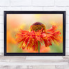 Helenium Sneezeweed Flower Orange Macro Fresh Beauty Wall Art Print