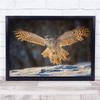 Owls Birds Wildlife Nature Animal Animals Wings Pose Wall Art Print