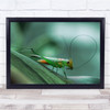 Grasshopper Green Macro Bali Indonesia Sidemen Leaf Wall Art Print