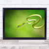 Snake Curl Wildlife Nature Animal Macro Green Coil Wall Art Print Snake Curl Wildlife Nature Animal Macro Green Coil Wall Art Print