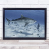 Wife's First Tiger Great white shark diver Sealife Wall Art Print