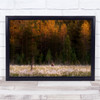 Bear Grizzly Cotton Field Wildlife Animal Finland Wall Art Print