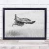 Black & White Bird Of Prey Owl Flying Grass Field Wall Art Print Black & White Bird Of Prey Owl Flying Grass Field Wall Art Print