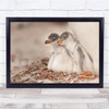 Cute Baby Penguins Birds Chicks Animals Landscape Wall Art Print
