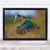 Kingfisher in flight fish in mouth action hunting Wall Art Print