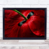 Poppy Papaver Red Drops Love Romance Water Flower Wall Art Print