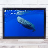 Underwater Ogasawara Sealife Japan Asteroid whale Wall Art Print