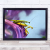 Mantis Mating Insect Macro Spain Colourful Bokeh Wall Art Print