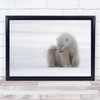 Playing With A Branch Polar bear animal wildlife Wall Art Print