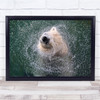 Polar Bears Water Animals Spray Splash Freshness Wall Art Print