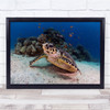 Underwater Sea Turtles Fish Bottom Reef Wildlife Wall Art Print