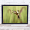 Wildlife Humming Birds Green Wild Nature Animals Wall Art Print