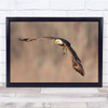 Bald Eagle Nature Wild Life Fish Preying Flying Wall Art Print