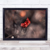 Flower Red Macro Bokeh Garden Sensuality Petals Wall Art Print