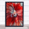 Red Fish Animal Animals Creative Edit Macro The Wall Art Print