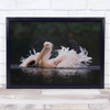 Pelican White Bird on lake feathers reflection Wall Art Print