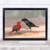 Red Black Carinal Bird Bronzed Cowbird Flight Wall Art Print