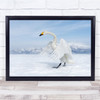 Wildlife Swan Wild Nature Animals Winter Snow Wall Art Print