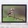Hawfinch Birds Animal Wildlife Nature Branch Wall Art Print