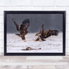 Eagles Poland Winter Wild Birds Competition Wall Art Print Eagles Poland Winter Wild Birds Competition Wall Art Print