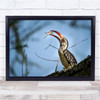 Bird Wild Nature Animal Insect Beak Eating Wall Art Print