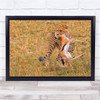 Lunch leopard hunting deer wildlife nature Wall Art Print