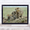 Cheetah Africa Nature Animals Wild Family Wall Art Print