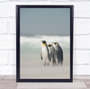 Falklands Penguins ice land cold wildlife Wall Art Print