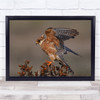 Kestrel Red Foot Israel bird wings spread Wall Art Print
