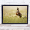 Squirrel Mammal Animal Wildlife in meadow Wall Art Print