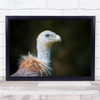 Vulture Portrait Bird Bad Mergentheim Mr. Wall Art Print