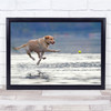 Dogs Action Ball Tennis Play Pets Animal Wall Art Print