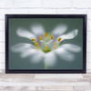 Flower Macro Soft Blur Blurry Stitchwort Wall Art Print