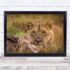 Lion Lioness Mara Kenya Wildlife Animals Wall Art Print