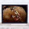 Porcelain Crab In Anemone Sealife animal Wall Art Print