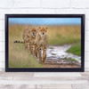 Africa Cheetah Line Queue Group Hunters Wall Art Print Africa Cheetah Line Queue Group Hunters Wall Art Print