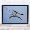 Bird Skimmer Tilted Skimming reflection Wall Art Print