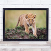 Lion cub hunting prey close up wildlife Wall Art Print