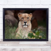 Lioness Animal Bokeh Feline Face nature Wall Art Print