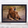 Role Model Lion animals wildlife nature Wall Art Print