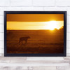 Wildlife nature sunrise lioness walking Wall Art Print