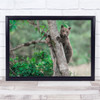Bear Cubs Forest Trees Italy Cub Brown Wall Art Print