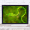 Curve Thin Green Snake animal wildlife Wall Art Print