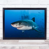 Great White Shark Animal Sealife Ocean Wall Art Print