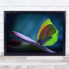 La Cleopatra butterfly wildlife animal Wall Art Print